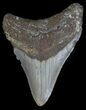 Megalodon Tooth - North Carolina #53736-1
